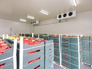 Cool room filled with fresh produce in cardboard crates. Watch for cool room repair signs like inconsistent cooling or excess moisture.