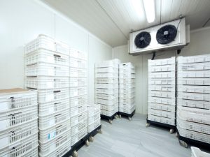 Stacked white plastic crates in a cool room with an overhead cooling unit. Possible cool room repair signs include uneven cooling.
